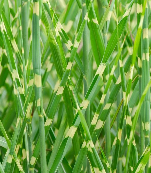 Miscanthus sinensis 'Strictus'